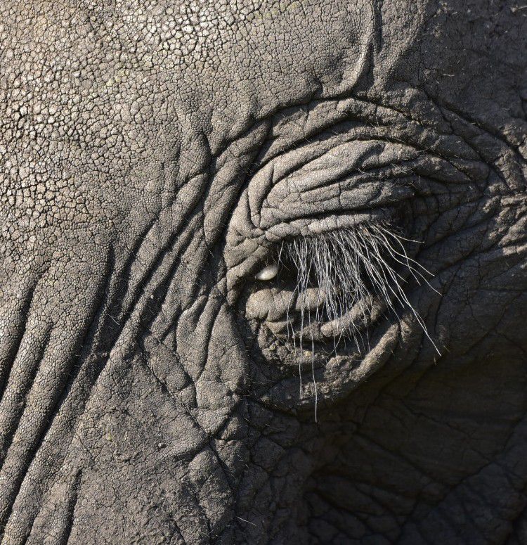 Hwange and Chobe wildlife days