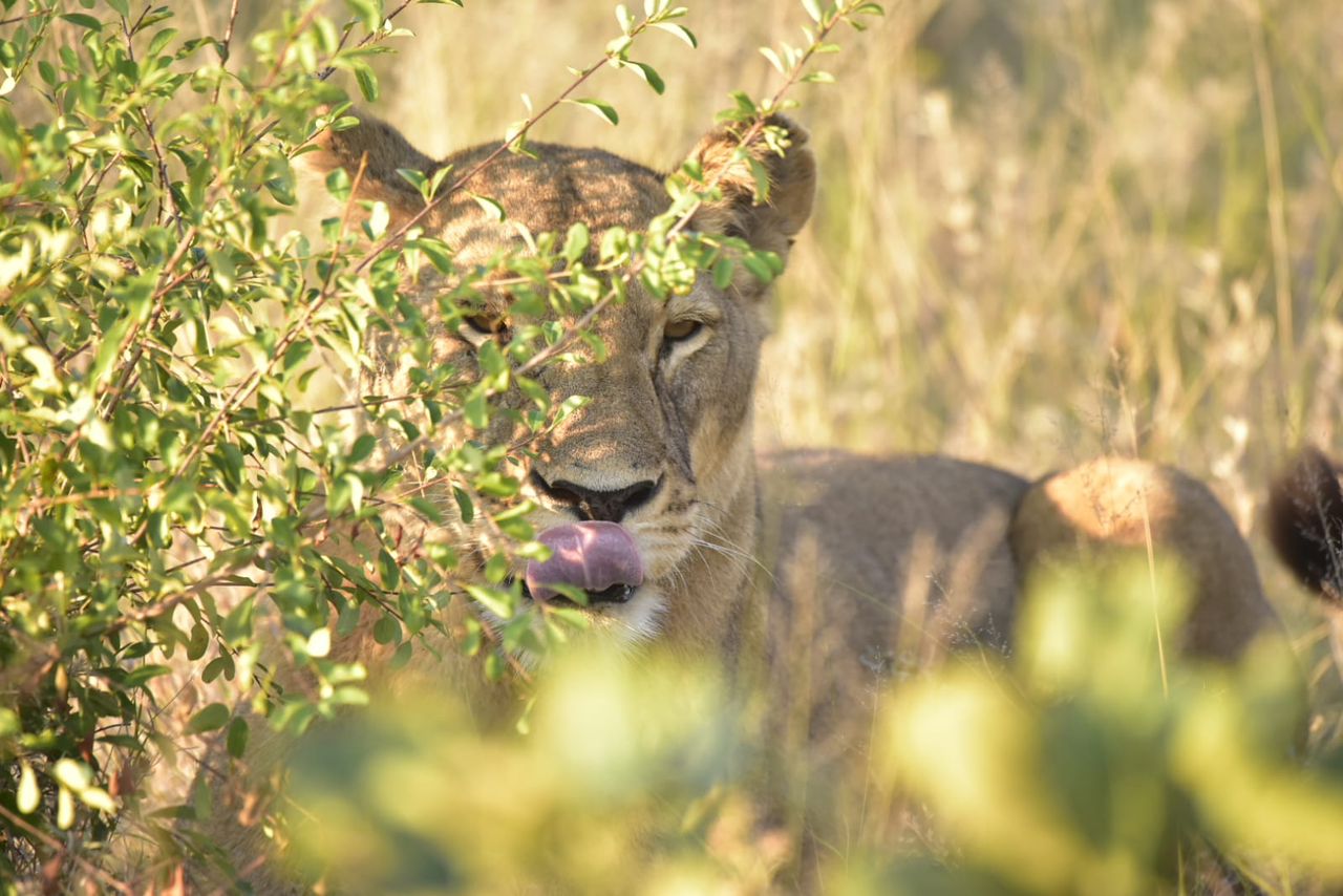 Hwange Big Five Safari